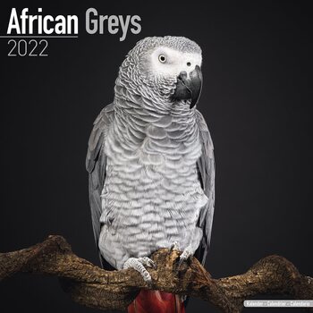 Kalender 2027 African Greys