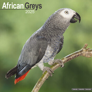 Kalender 2027 African Greys