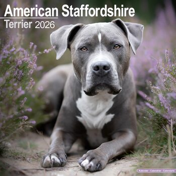 Kalender 2026 Amer. Staff Terrier