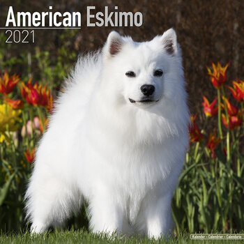 Kalender 2027 American Eskimo