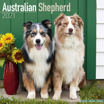 Kalender 2027 Australian Shepherd