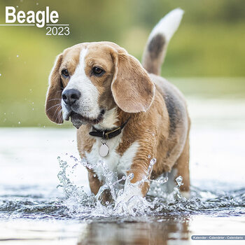 Kalender 2027 Beagle