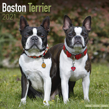 Kalender 2027 Boston Terrier