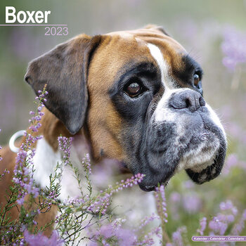 Kalender 2027 Boxer