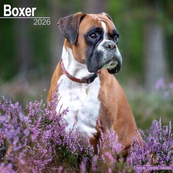 Kalender 2027 Boxer