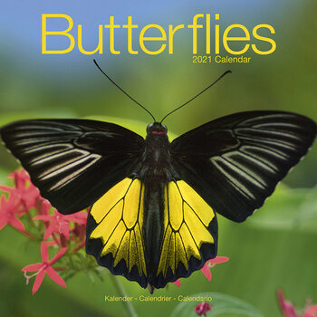 Kalender 2027 Butterflies
