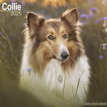 Kalender 2027 Collie