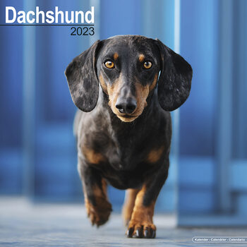 Kalender 2027 Dachshund