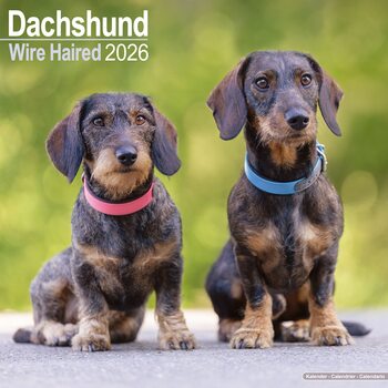 Kalender 2027 Dachshund - Wirehaired