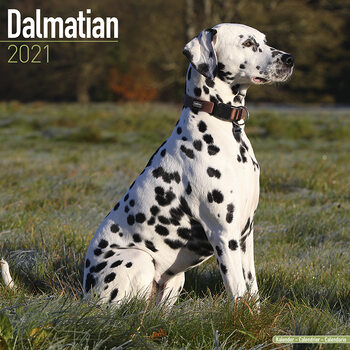Kalender 2027 Dalmatian