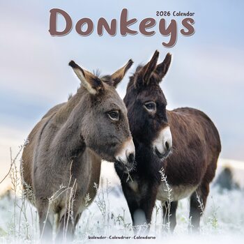 Kalender 2027 Donkeys