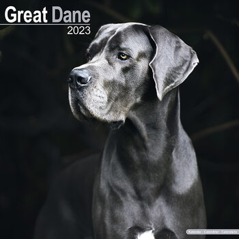 Kalender 2027 Great Dane