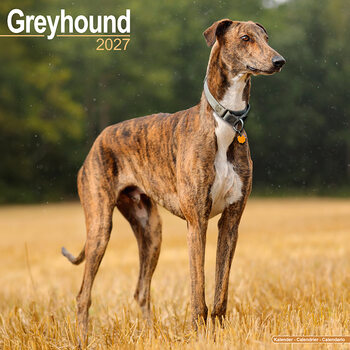 Kalender 2027 Greyhound