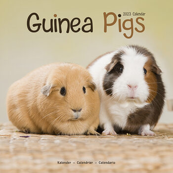 Kalender 2027 Guinea Pigs