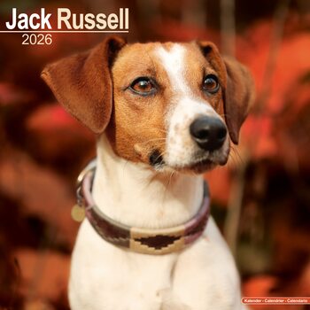 Kalender 2027 Jack Russell