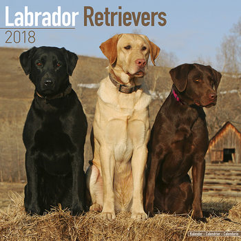 Kalender 2027 Labrador Ret (Mixed)