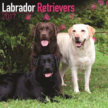 Kalender 2027 Labrador Retriever