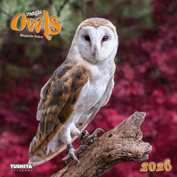 Kalender 2027 Magic Owls