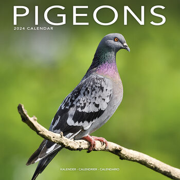 Kalender 2027 Pigeons