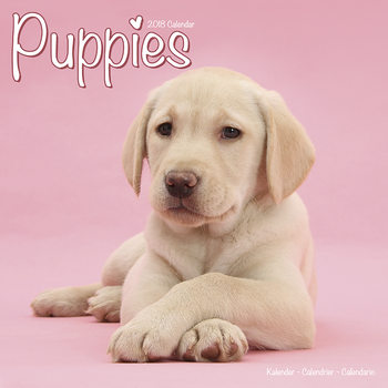 Kalender 2027 Puppies