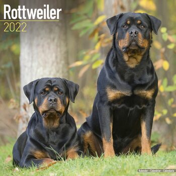 Kalender 2027 Rottweiler