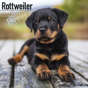 Kalender 2027 Rottweiler - Pups
