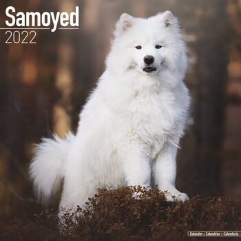 Kalender 2027 Samoyed