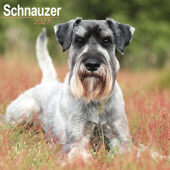 Kalender 2027 Schnauzer