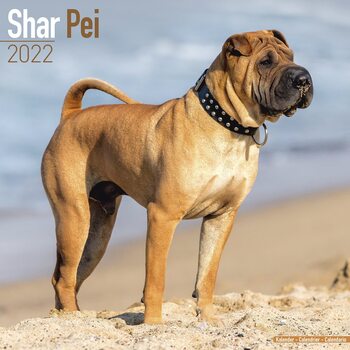 Kalender 2027 Shar Pei