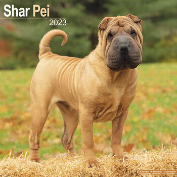 Kalender 2027 Shar Pei