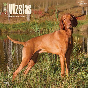 Kalender 2027 Vizsla