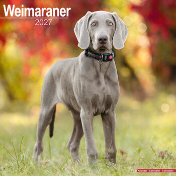 Kalender 2027 Weimaraner