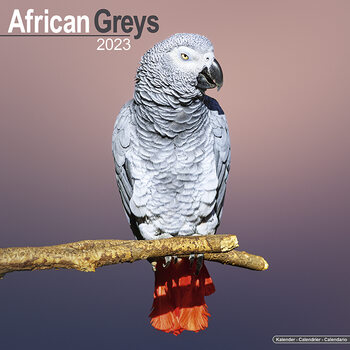 Kalender 2023 African Greys