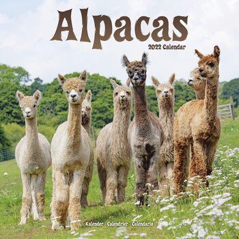Kalender 2027 Alpacas
