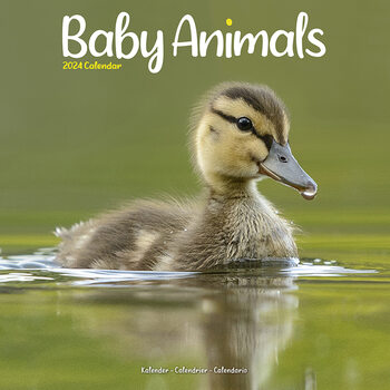 Kalender 2024 Baby Animals