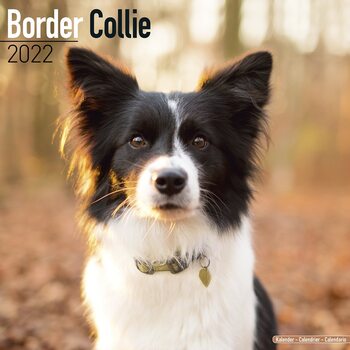 Kalender 2027 Border Collie