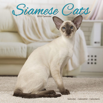 Kalender 2027 Cats - Siamese