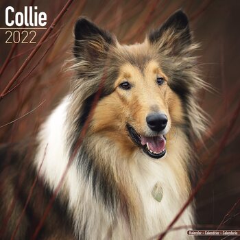 Kalender 2027 Collie
