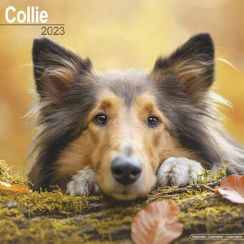 Kalender 2027 Collie