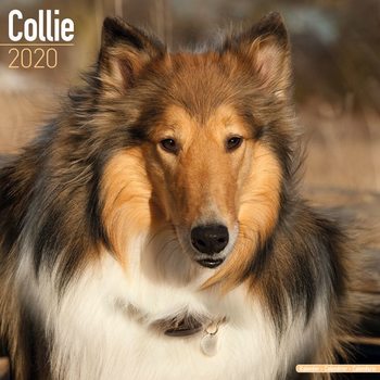 Kalender 2027 Collie