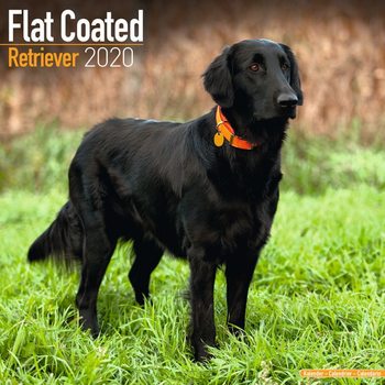 Kalender 2027 Flatcoated Retriever