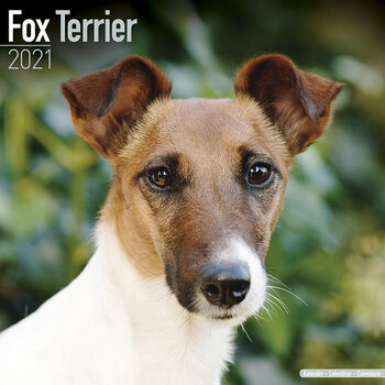 Kalender 2027 Fox Terrier