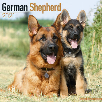 Kalender 2027 German Shepherd