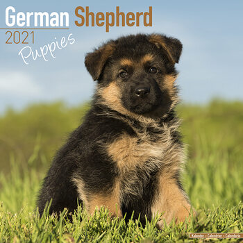 Kalender 2027 German Shepherd