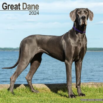 Kalender 2027 Great Dane
