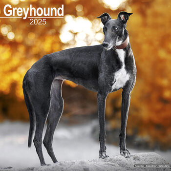 Kalender 2027 Greyhound