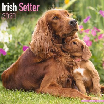 Kalender 2027 Irish Setter