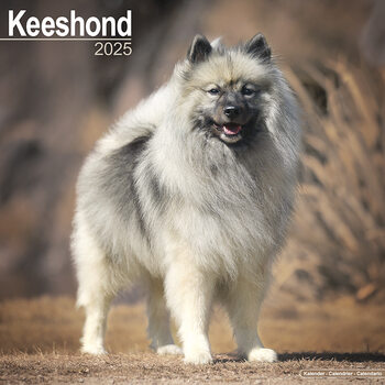 Kalender 2027 Keeshond