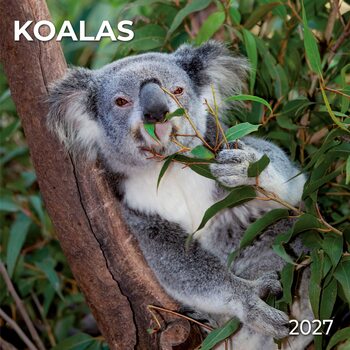 Kalender 2027 Koalas