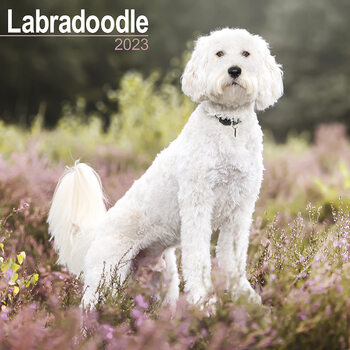 Kalender 2027 Labradoodle